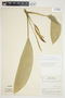 Philodendron rhodoaxis image