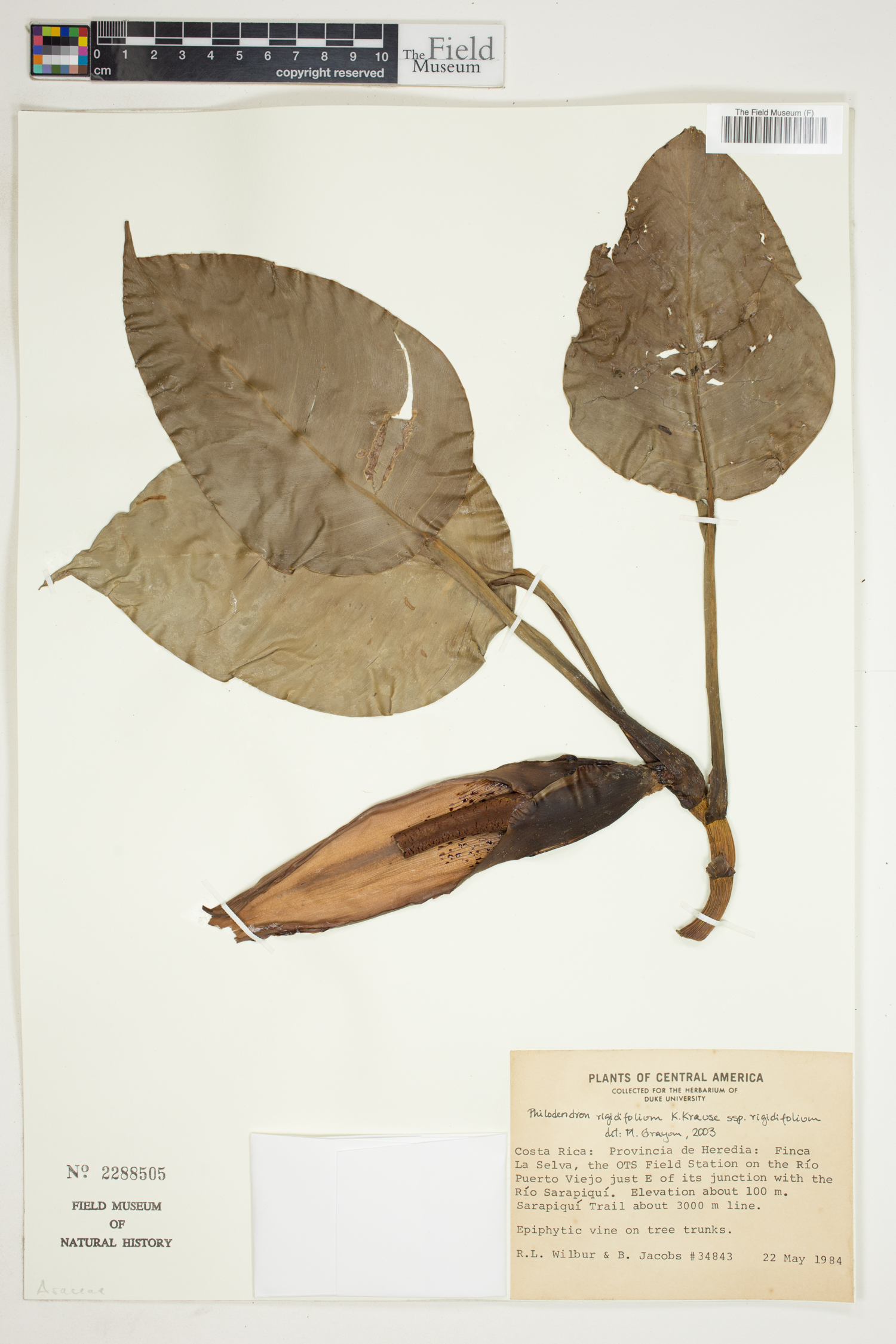 Philodendron rigidifolium image