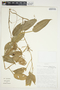 Philodendron rojasianum image