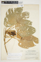 Philodendron rojasianum image
