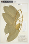 Philodendron rojasianum image