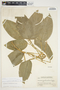 Philodendron rojasianum image