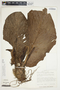 Philodendron roseospathum image