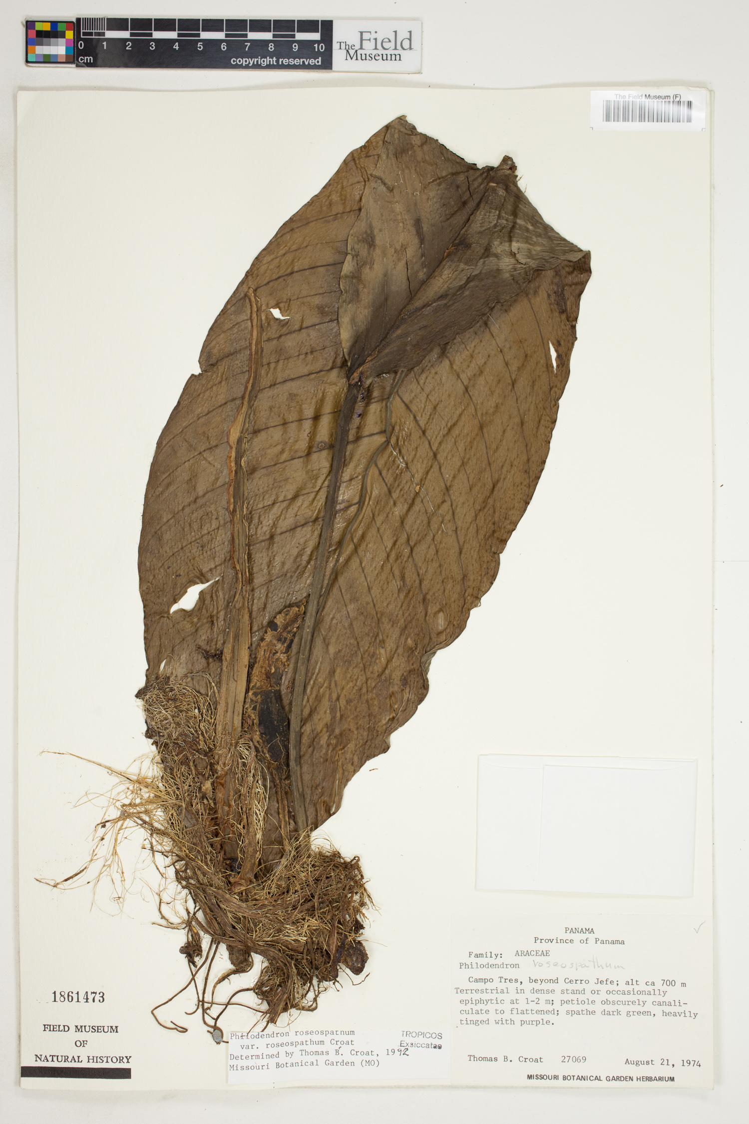 Philodendron roseospathum image