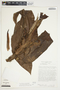 Philodendron roseospathum image