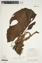 Philodendron roseospathum image