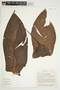 Philodendron roseospathum image