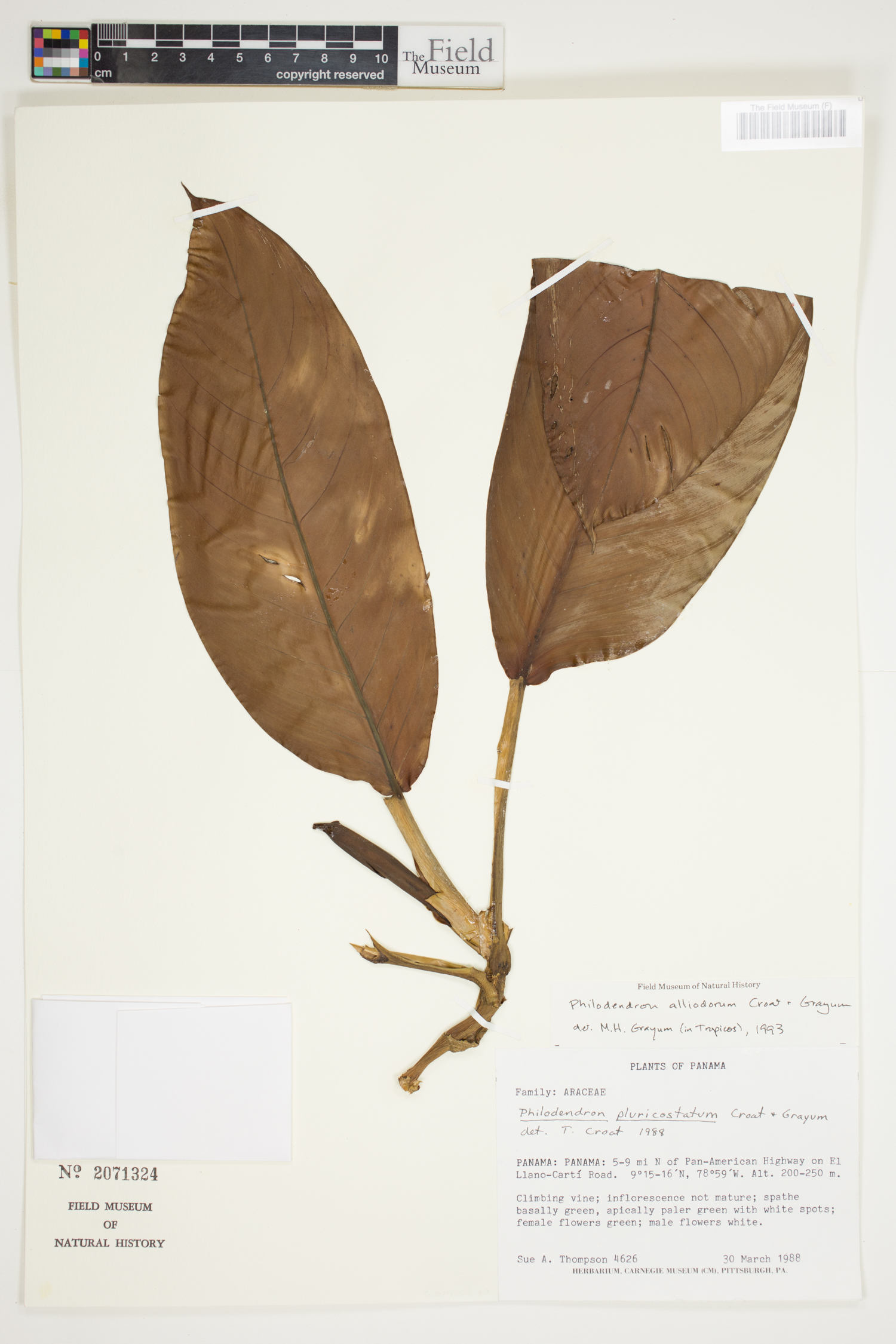 Philodendron alliodorum image