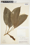 Philodendron alliodorum image