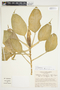 Philodendron aurantiifolium image