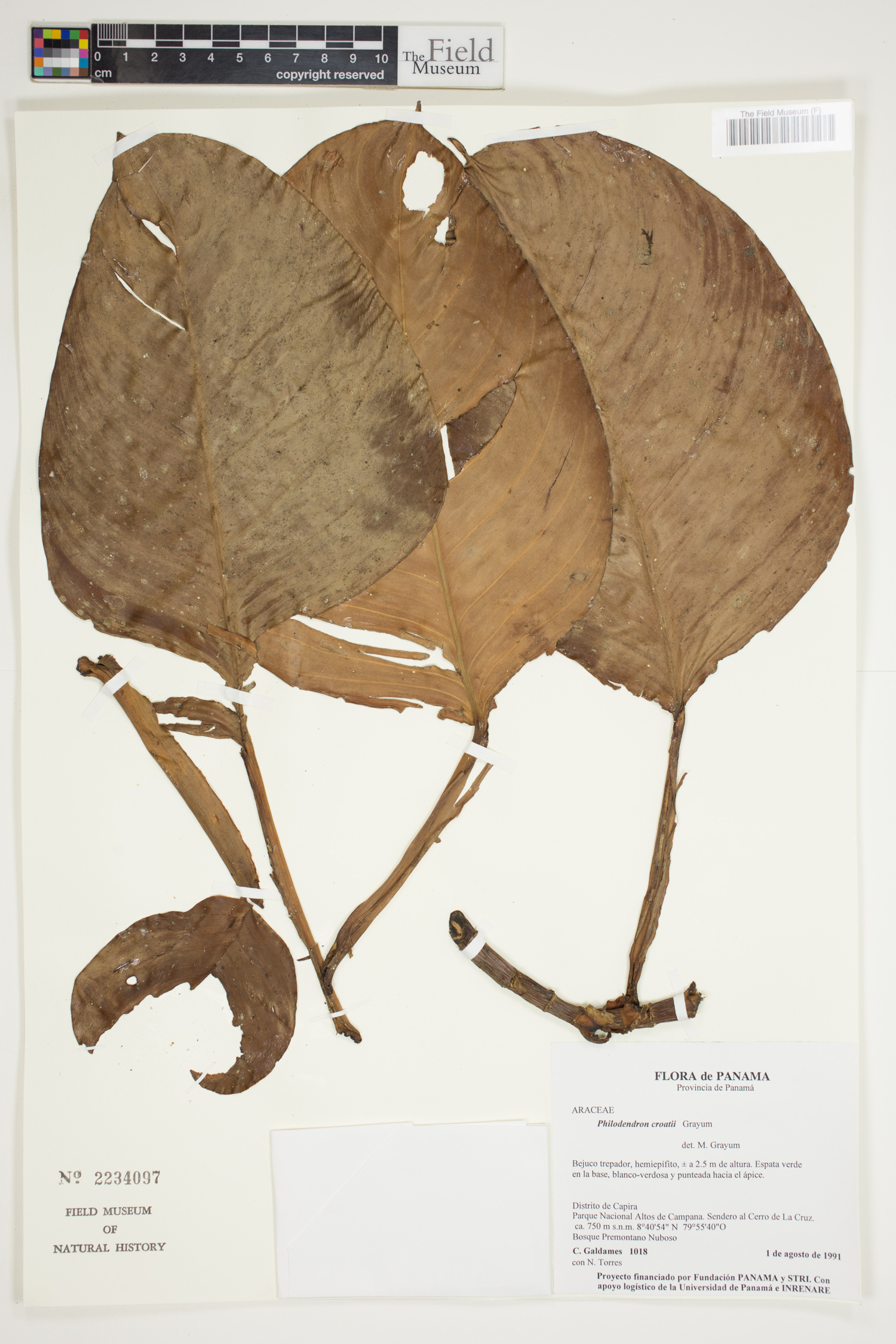 Philodendron croatii image