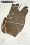 Philodendron jodavisianum image