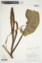 Philodendron ligulatum image