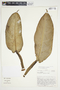 Philodendron ligulatum image
