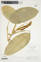 Philodendron opacum image