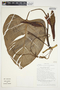 Philodendron platypetiolatum image