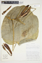 Philodendron popenoei image