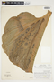 Philodendron pterotum image
