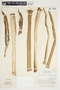 Philodendron pterotum image