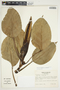 Philodendron rigidifolium image