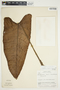 Philodendron sagittifolium image