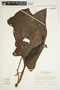 Philodendron sagittifolium image