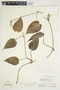 Philodendron hederaceum image
