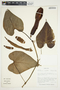 Philodendron hederaceum image