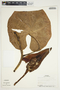 Philodendron hederaceum image