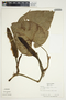 Philodendron hederaceum image
