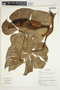 Philodendron hederaceum image