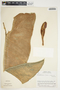 Philodendron tenue image