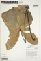 Philodendron tenue image
