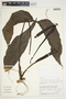 Philodendron tripartitum image