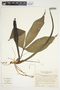 Philodendron tripartitum image