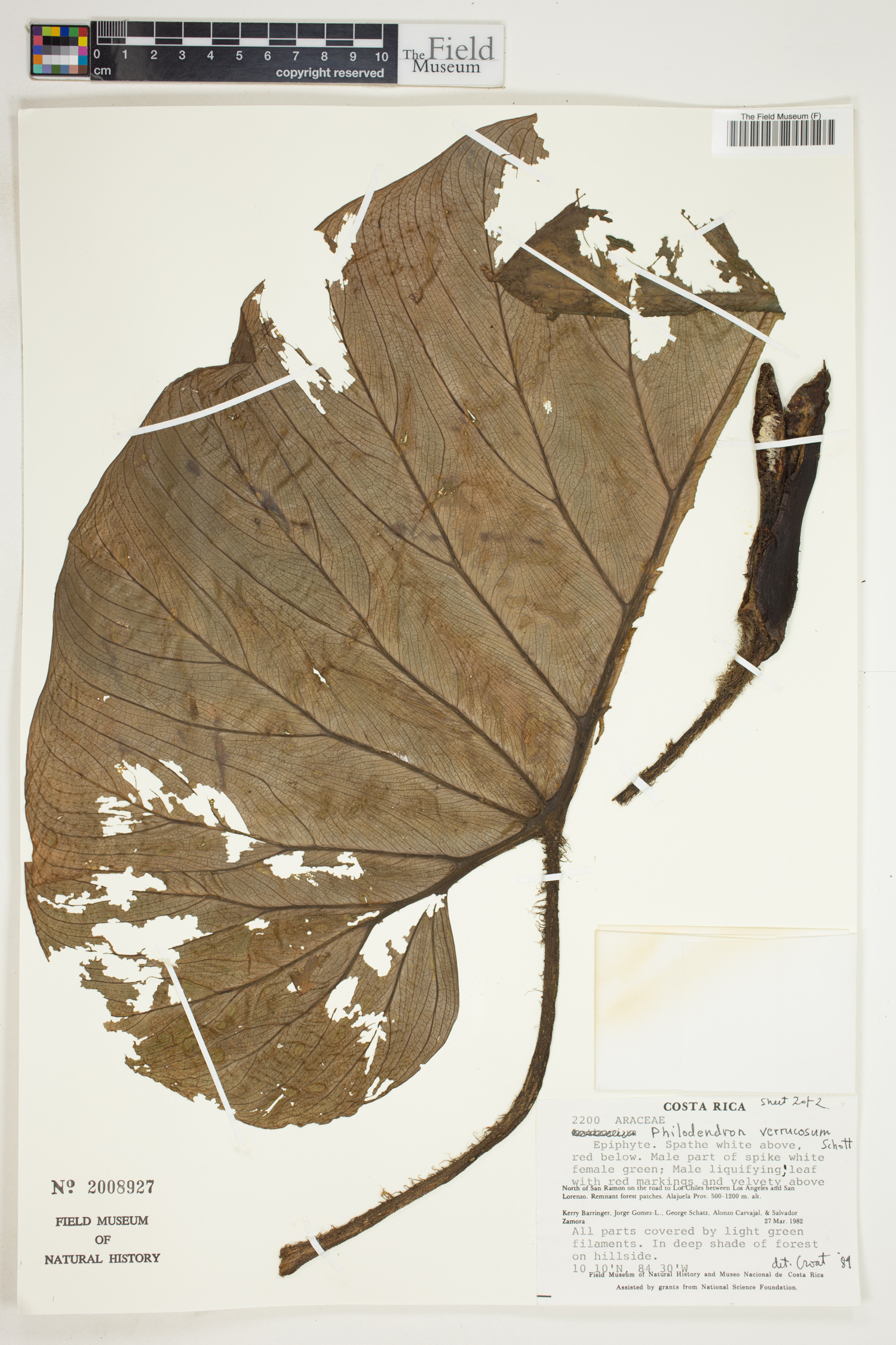 Philodendron verrucosum image