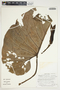 Philodendron verrucosum image