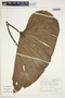 Philodendron verrucosum image