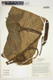 Philodendron verrucosum image