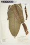 Philodendron wendlandii image