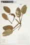 Philodendron alliodorum image