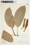 Philodendron alliodorum image
