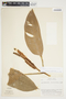 Philodendron alliodorum image