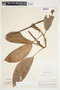 Philodendron alliodorum image