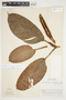 Philodendron alliodorum image