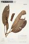 Philodendron alliodorum image