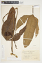 Philodendron anisotomum image