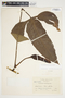 Philodendron anisotomum image