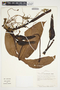 Philodendron anisotomum image
