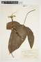 Philodendron anisotomum image